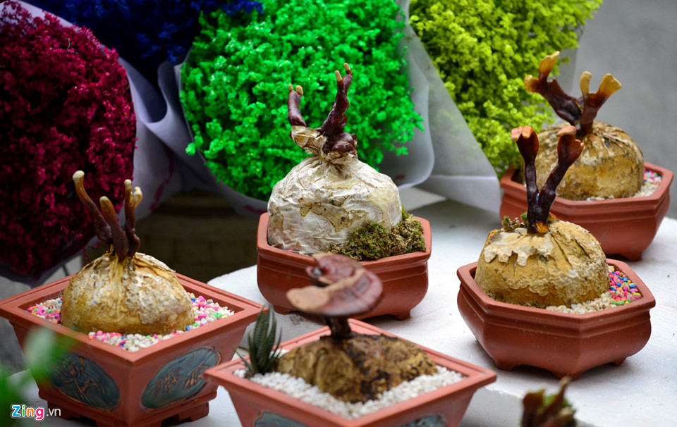 Nấm linh chi biến thành cây cảnh trưng bày dịp Tết